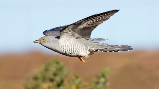Exploring the Fascinating World of Cuckoos in the UK