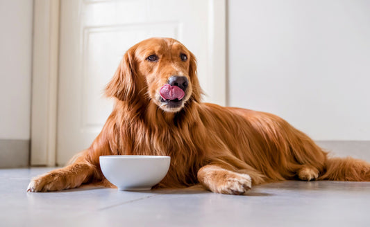 Understanding the Pros and Cons of Grain Free Dog Food