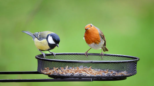 Wild Bird Feeding Best Practices: Nurturing Our Feathered Friends