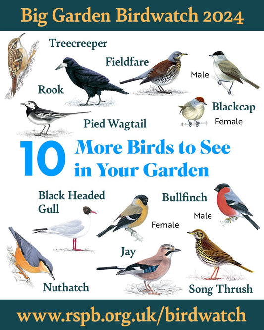 RSPB Big Garden Birdwatch