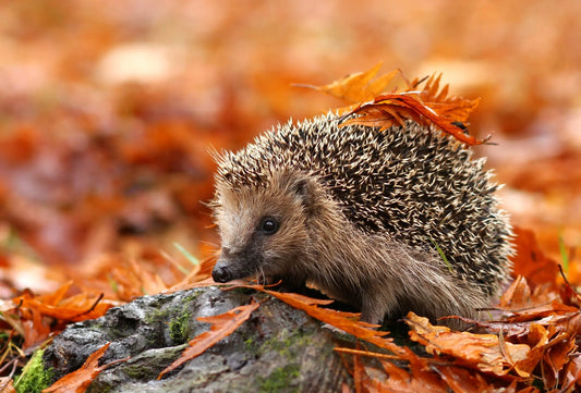Caring for Hedgehogs: A Guide to Feeding These Adorable Garden Guests