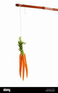 Dangling Carrot Large