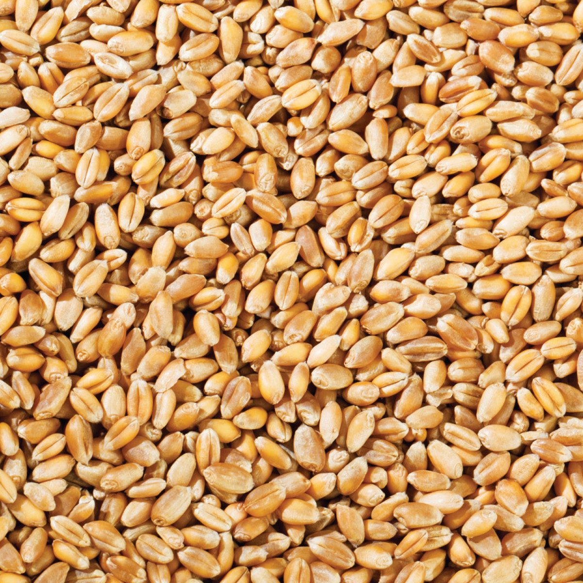Whole Wheat 25kg
