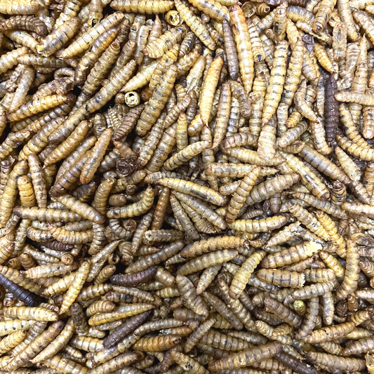 Calciworms Black Soldier Fly Larvae 12.55Kg