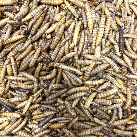 Calciworms