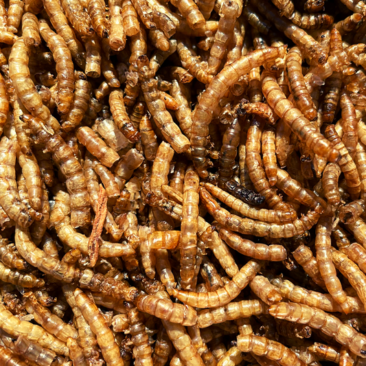 Mealworms 12.55Kg