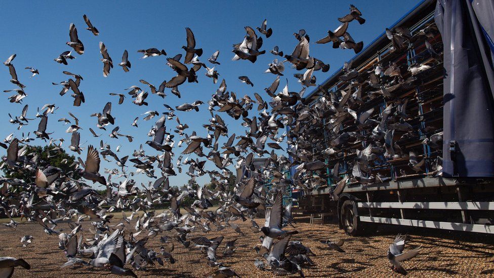 Racing for Success with Pigeons: The Thrilling World of Pigeon Racing ...