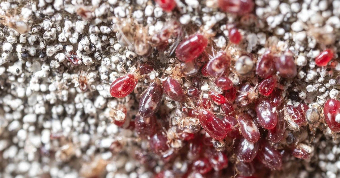 Battling the Red Menace: Understanding and Managing Red Mite Infestations in Poultry