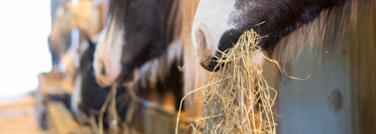 Maximizing Equine Health: Extending Horse Feeding Times with Fibers