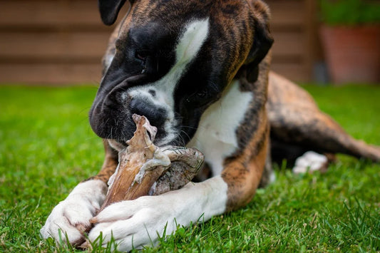 Wholesome Delights: Exploring the Benefits of Natural Treats for Your Canine Companion