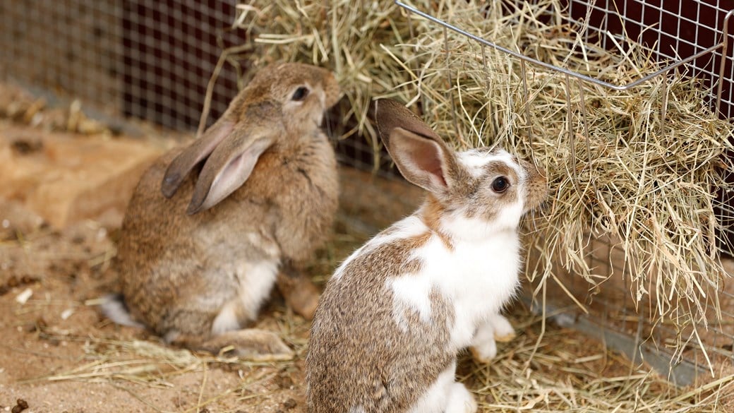 The Complete Guide to Rabbit Care: Nurturing Happy and Healthy Bunnies ...