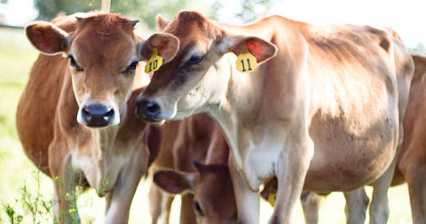 Unveiling the Importance of Addressing Magnesium Deficiencies in Cattle