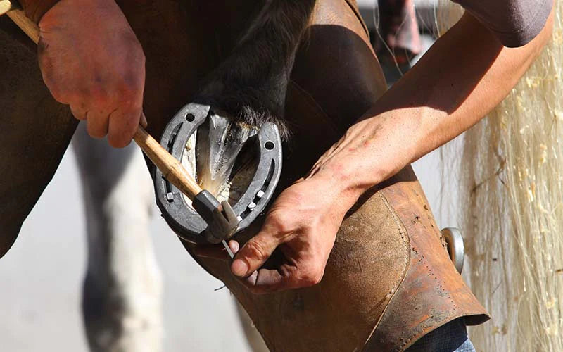 Understanding Laminitis in Horses