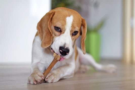 Exploring the Benefits of Rawhide Chews for Your Beloved Canine Companion