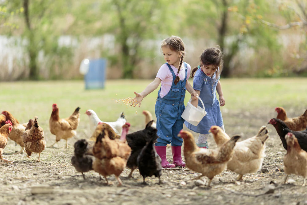 The Joys of Keeping Chickens as Pets