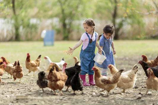 The Joys of Keeping Chickens as Pets