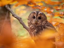 Uncovering the Mysteries of Tawny Owls in the UK