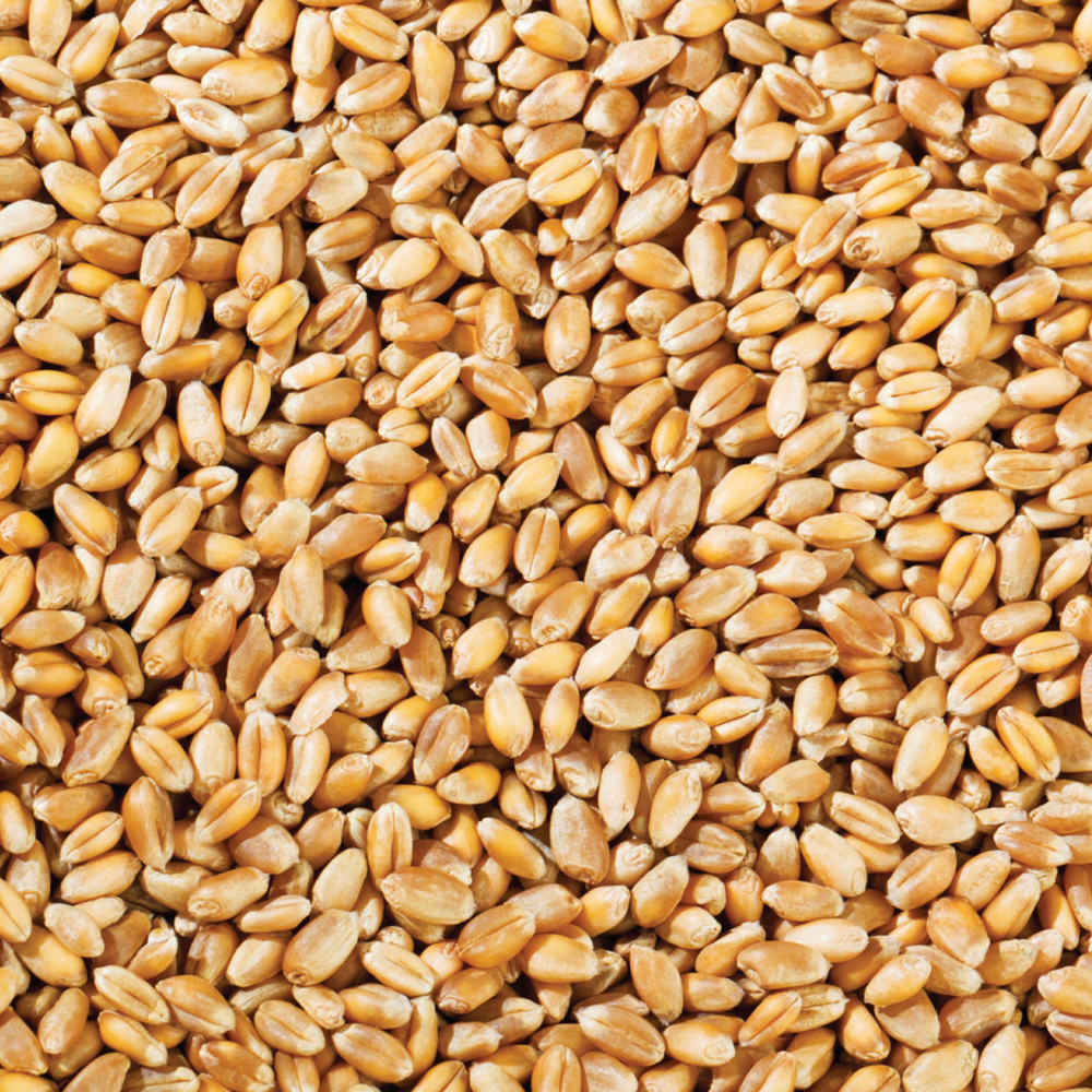 Whole Wheat 25kg