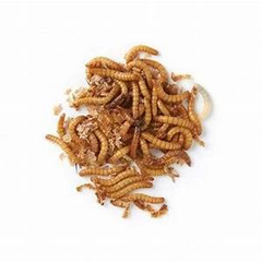 Johnston & Jeff  Mealworms 1 kg