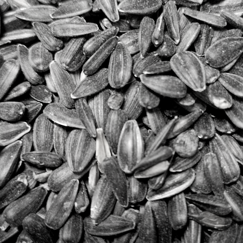 Black Sunflower Seeds 2 X 12.55Kg