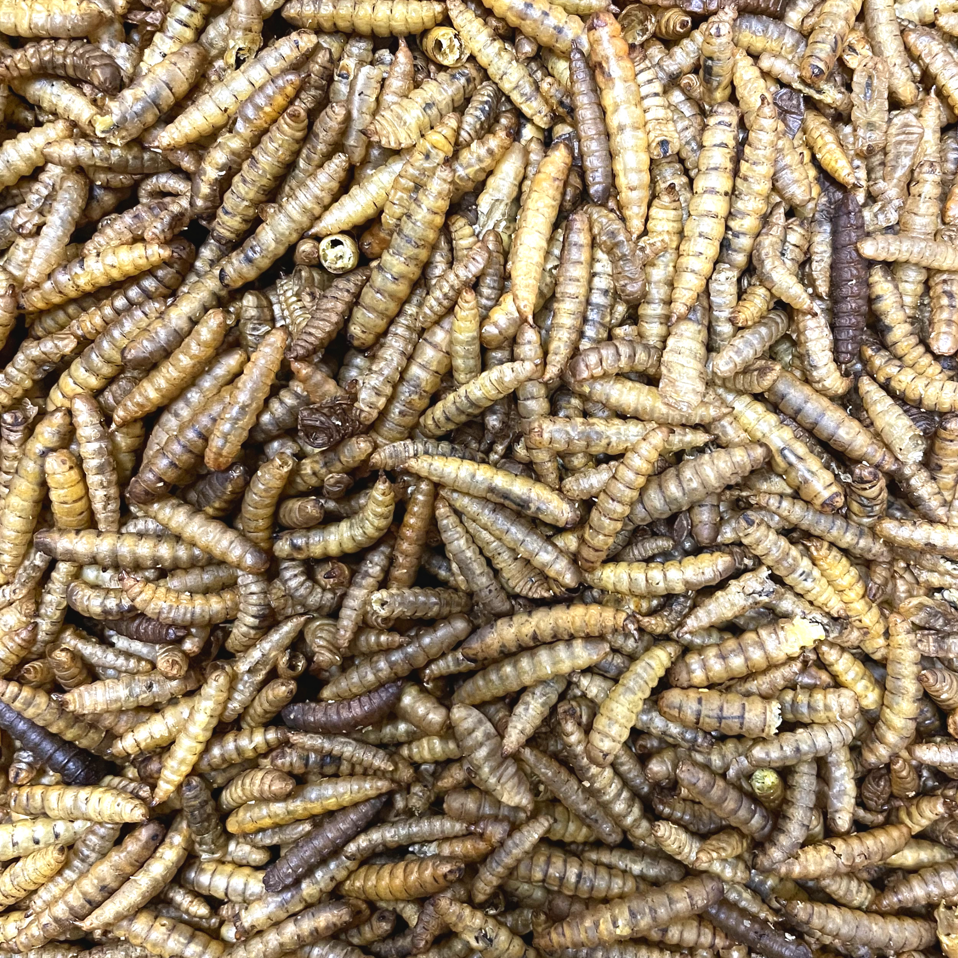 Calciworms Black Soldier Fly Larvae 12.55Kg