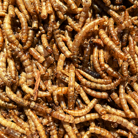 Mealworms